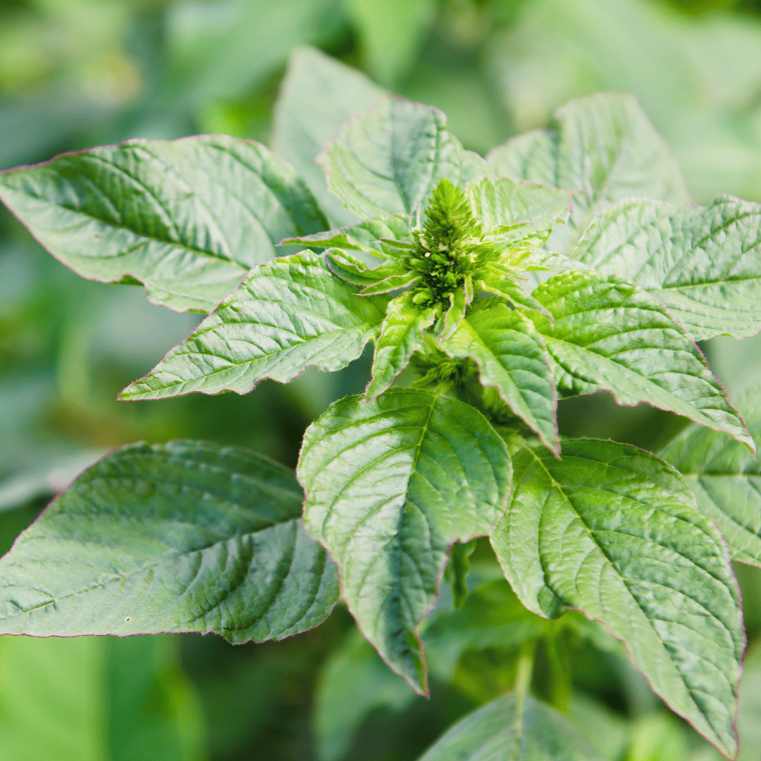 Mchicha (Amaranthus)