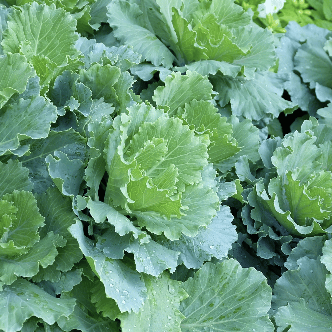 Skuma Wiki (Kales/Collards)