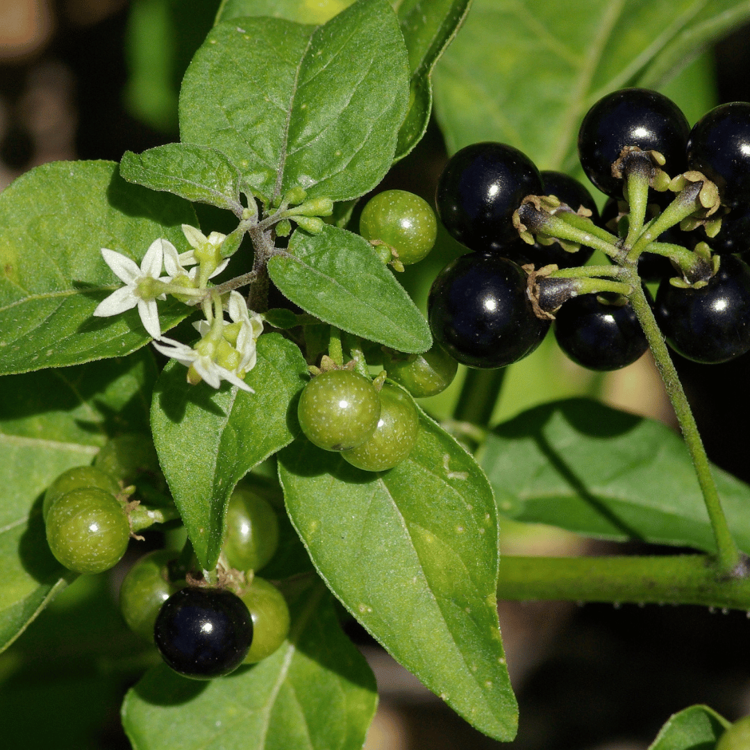 Saga(Black Nightshade)