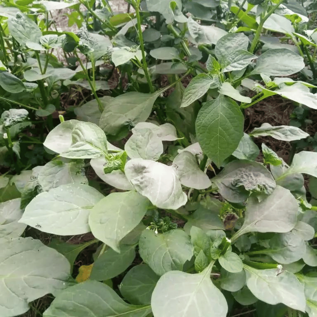 Managu (Night Shade)